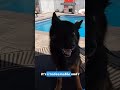 Dog pepper-sprayed during home burglary in Lake Balboa, LAPD says