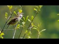 A Common Whitethroat Song Sylvia Communis A Common Whitethroat Song Sylvia Communis
