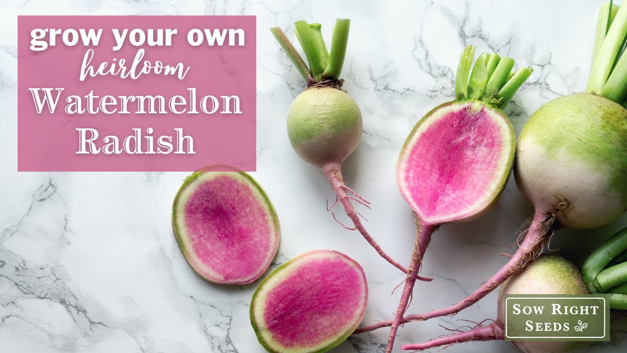 Watermelon Radish Seeds - Non-GMO Heirloom Variety, Super Easy To Grow! 2 thumbnail image