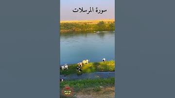 آيات من سورة المرسلات بصوت القارئ عبدالرحمن العبدالقادر