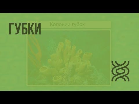 Видео: Что такое амебоидные клетки губок?