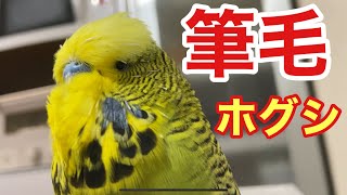 【Parrot】Pin feather removal（telop english translation）