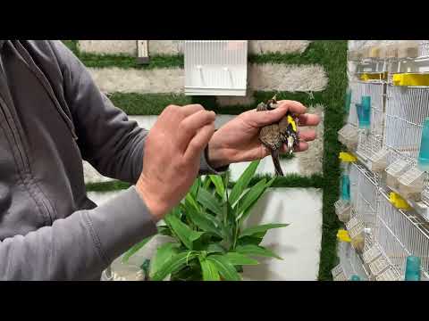 هجين الحسون مع طائر الخضري والسمريس مع الكناري والحسون مع التفاحي