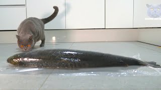 I Gave My Cat a Massive Fish by Coconut and Family 2,642 views 3 months ago 2 minutes, 38 seconds