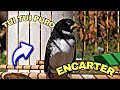 PAPA CAPIM TUI TUI PURO ENCARTER PERFEITO PARA SEU PARDINHO