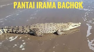 Buaya Sesat || Buaya Sesat Di Pantai Irama Bachok Kelantan