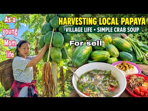 Without my husband /Vlog with @sinimah2022 Harvest papaya village life