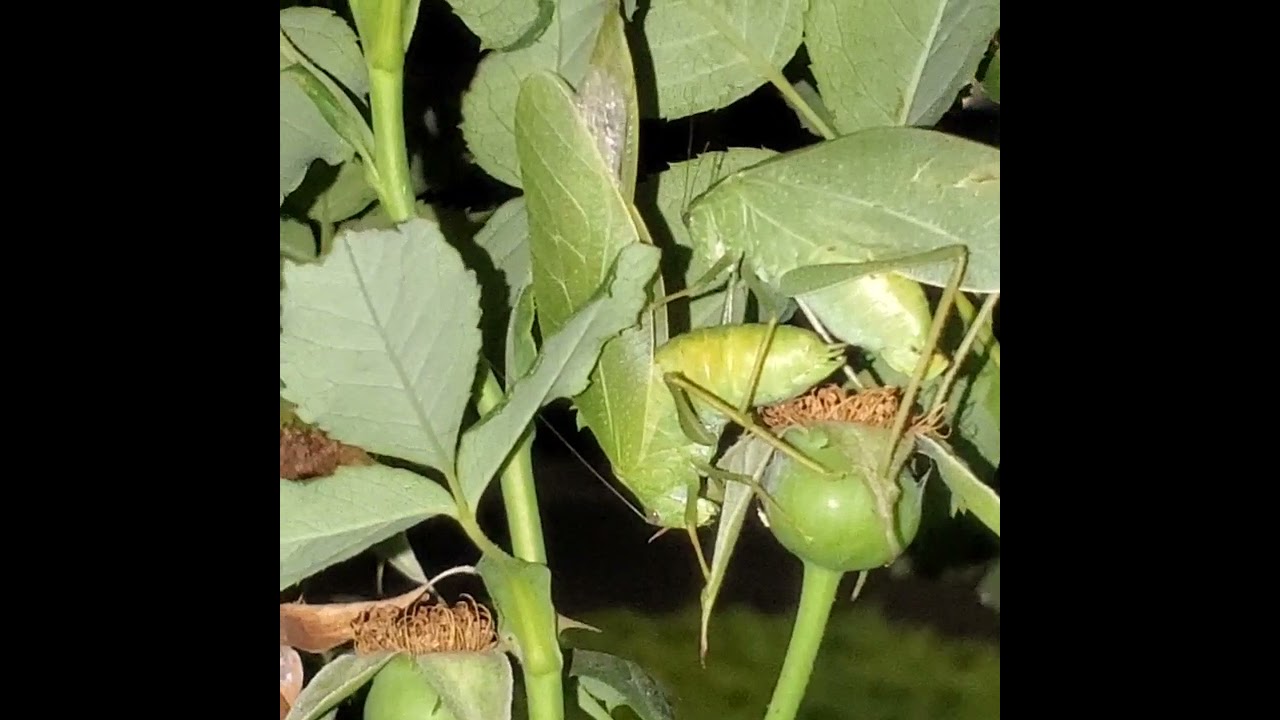 Katydids mating! #katydid #katydidsmating #colorado #northerncolorado # ...