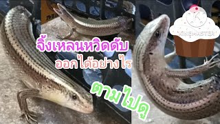 จิ้งเหลนชะตาขาด ช่วยน้องด้วยจะออกอย่างไร #จิ้งเหลนบ้าน #จิ้งเหลนตัวอ้วน