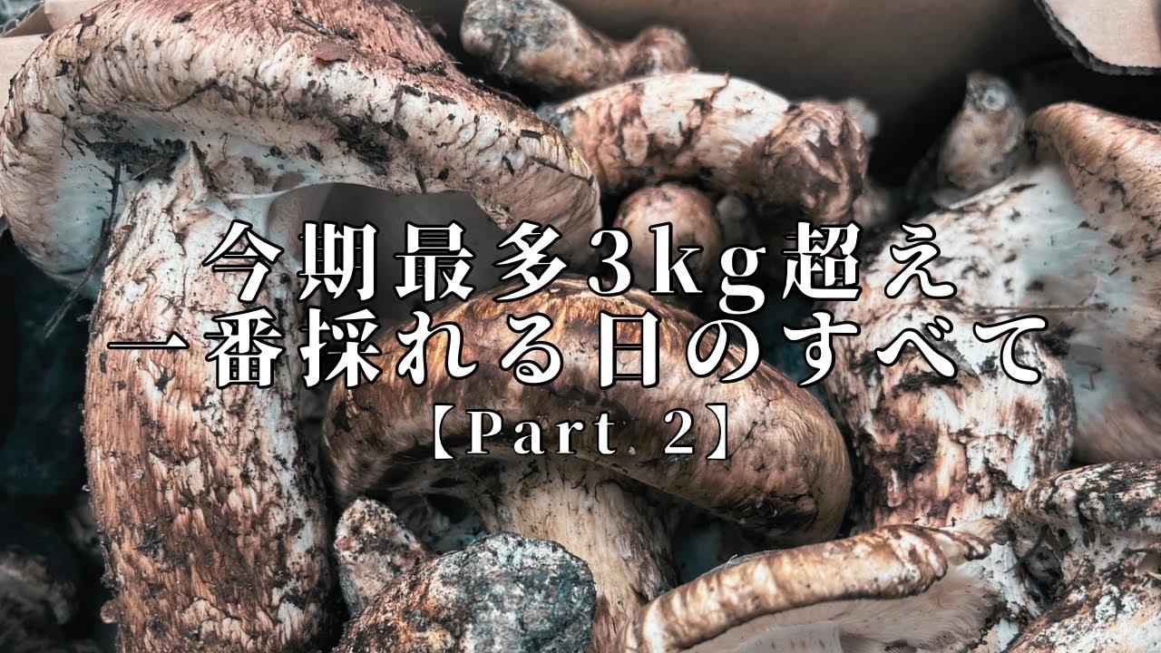 想像を超える松茸に出会う！【Part 2】