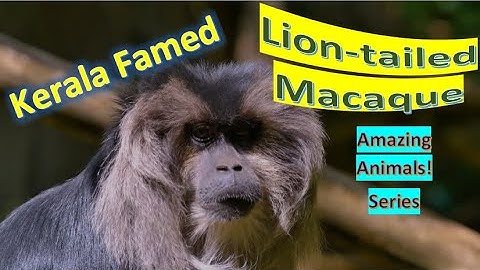 Lion-tailed Macaque | Wanderoo | Amazing Animals