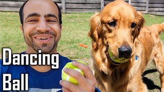 Our Dogs React to a Vibrating Ball 😂 Has Has ke Pagal by Furry Friend 9,635 views 9 days ago 8 minutes, 44 seconds
