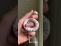 Small To Big Animal Transformation!