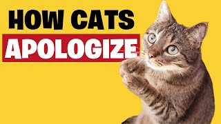 How Do Cats Apologize to Humans?