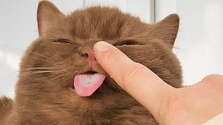 Funniest Cats and Dogs Videos  ||  Hilarious Animal Compilation №171