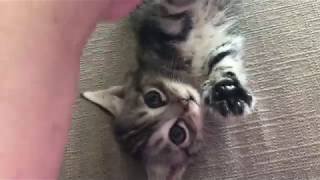 York Wants His Time In The Spotlight