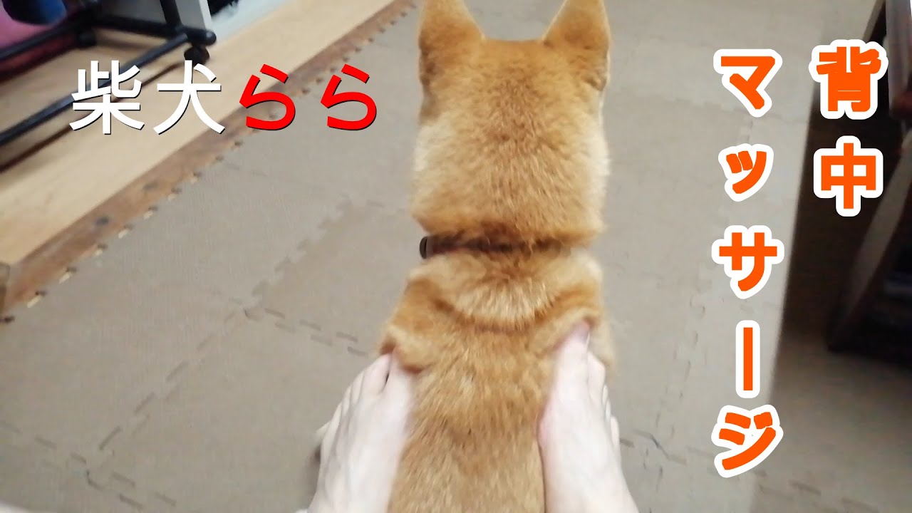 柴犬らら 背中マッサージ Youtube