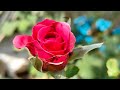 Flowers by Satya is Live