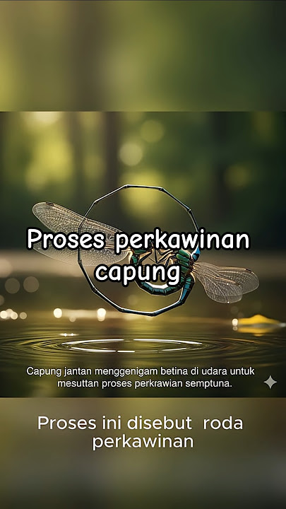 “Kehidupan Unik Capung: Proses Kawin di Atas Air 💧🪰” #faktaunik