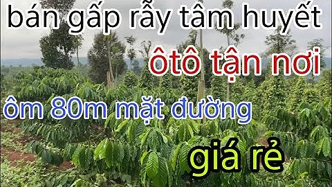 Nhà đất đăk nông cần bán gấp rẫy cà phê xen tiêu. Oto tận nơi. Giá rẻ. Lh 0914743898