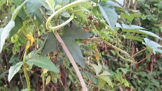 Eyakoowa Obutaweebwa Eddagala Lye Mikisa Kozesa Nagaana Oteleeze Emilimu