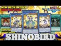 SHINOBIRD BEST F2P DECK EVER NO GEMS TOP TIER Combo 