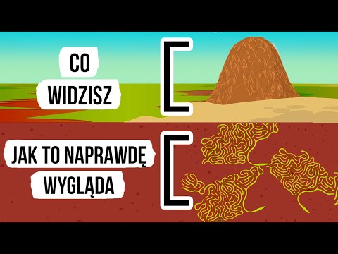 Wideo: Czy mrówki mają mózgi?