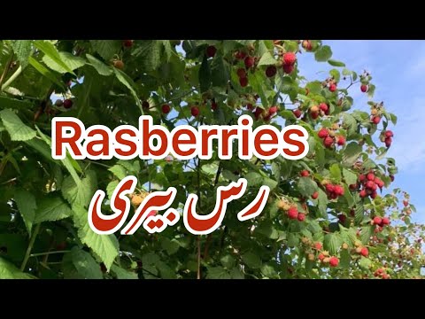 Video: Raspberries: Usisahau Kuhusu Kumwagilia