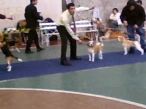 aca dog show youtube