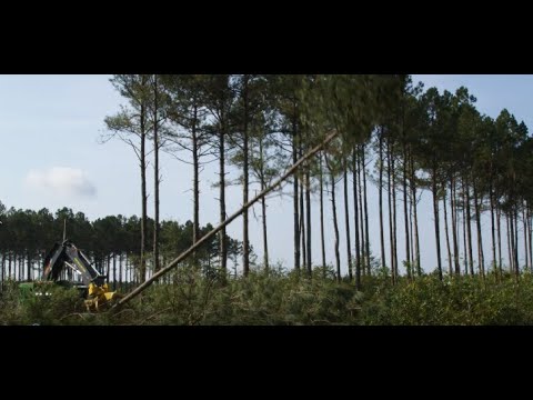 Swamp Monster |  Long Bay Trucking Inc. | John Deere Forestry