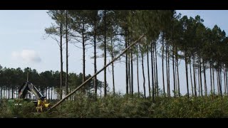 Swamp Monster |  Long Bay Trucking Inc. | John Deere Forestry