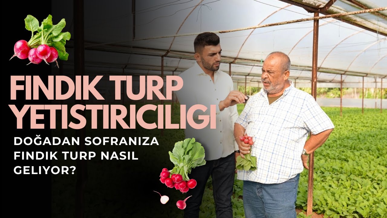 Turp Nasıl Yetiştirilir? Ekimi, Bakımı ve Hasadı (Gerçek Çiftçi Anlatıyor)