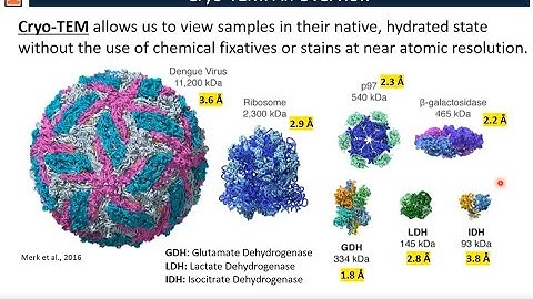 Electron Microscopy for Biological Materials - Kristen Flatt - MRL - 06182020