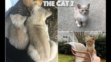 The Cat 2