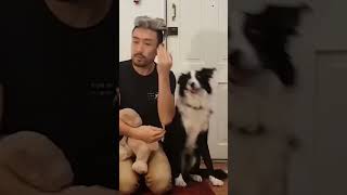 Funny Collie Loves Telling Secrets to Pet Parent!