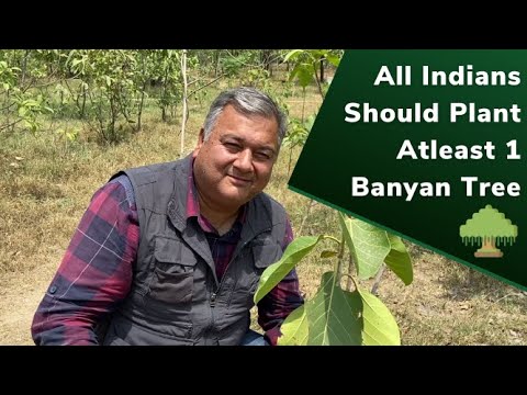 All Indians should plant atleast 1 banyan tree