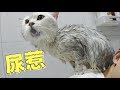猫咪偷喝洗澡水上瘾，被主人下套抓住就地正法
