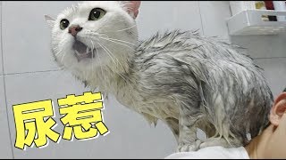 Cat bath