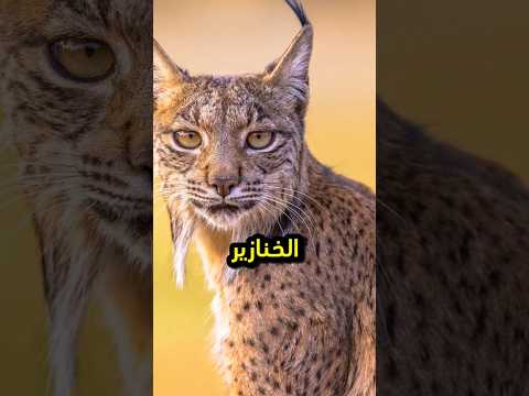 معلومات عن الوشق المصري المفترس البري ذو الأذنين الطويلتين