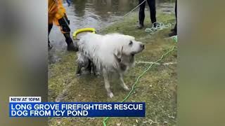 Long Grove firefighter rescues dog from icy pond: VIDEO