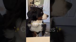 The many faces of a Bernese Mountain Dog | Funny Dog Videos