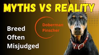 Most misunderstood canine#debunking #unfair #myths #behavior #underrated #underdog #behavior #breed by BreedSpot - Spotting the best dog breeds 598 views 5 months ago 2 minutes, 11 seconds