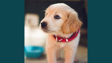 Pulsating Music for Separation Anxiety