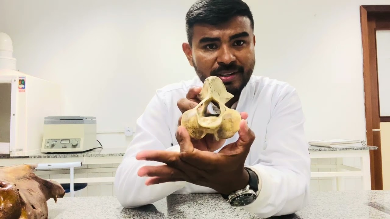 Osteologia Veterinária - Áxis