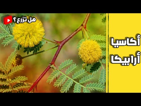 اكاسيا ارابيكا سنط العربي معلومات عنها و طريقة زراعتها