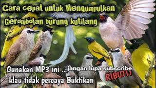 Suara pikat semua jenis burung kutilang raja MP3 ❗ buktikan pikat kutilang ribut ampuh