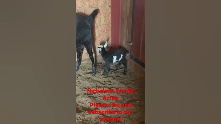 Another new baby goat  on Nicholson Family Acres, ...