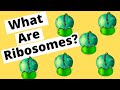 Ribosomes make Protein