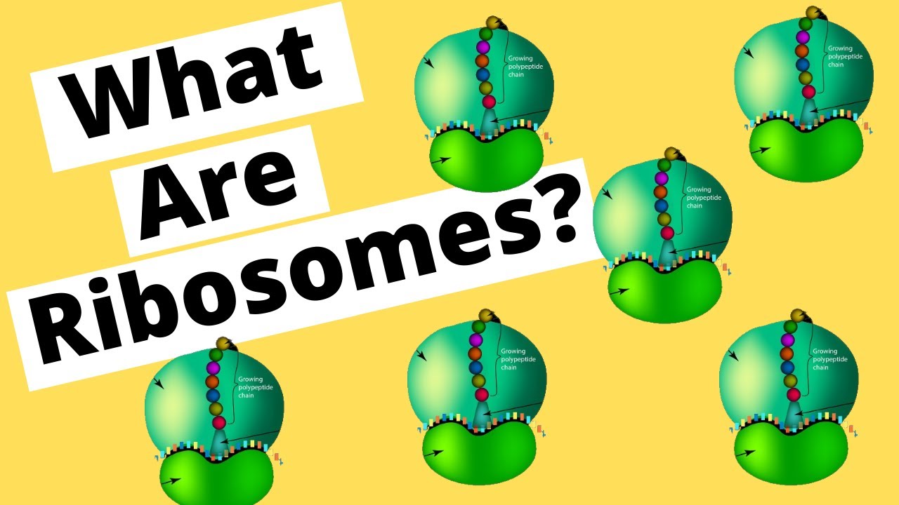 Ribosomes make Protein