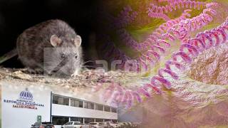 LEPTOSPIROSIS CASES ON THE RISE IN DR: 179 CASES AND 14 DEATHS RECORDED